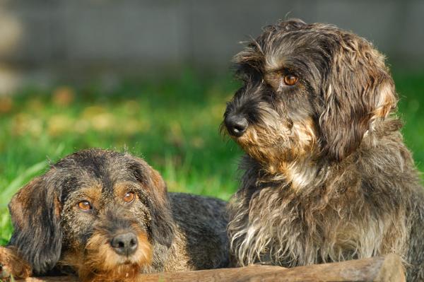 DSC_3303.jpg - Bill et Amour
